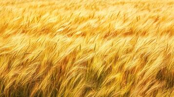 AI Generated Golden wheat field at sunset photo