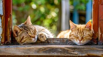 AI Generated Serene slumber - two cats napping peacefully photo