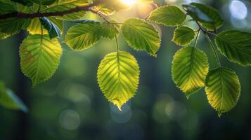 AI generated Sun Shines Through Leaves of Tree photo