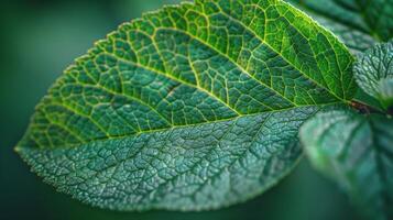 AI generated Close Up View of a Green Leaf photo