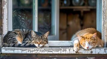 AI Generated Serene cats napping on a rustic window sill photo