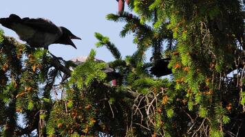 Affamato cresciuto corvo pulcini urlare su un' albero ramo. uccelli apertura loro becchi e chiede per cibo video