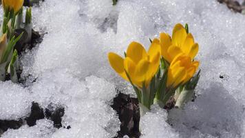 Krokusse Gelb wachsen im das Garten unter das Schnee auf ein Frühling sonnig Tag. Schüsse mit schön Primeln auf ein brillant funkelnd Hintergrund. Zeit Ablauf video