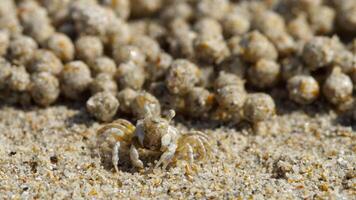 Nahansicht Sand Bubbler Krabbe, Soldat Krabbe auf das Strand. diese klein Krabben Futter durch Filtern Sand durch ihr Mundwerkzeuge und Verlassen hinter Bälle von Sand video