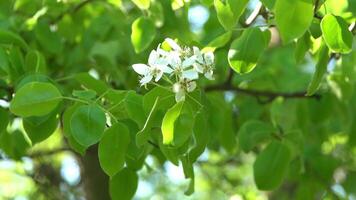 White apple tree blossoms sway in the wind. Green leaves. Spring flowering. Floral natural background. Delicate flowers in the sunlight during the day. Blur and bokeh. video