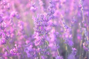 Lavender flower field closeup on sunset, fresh purple aromatic flowers for natural background. Design template for lifestyle illustration. Violet lavender field in Provence, France. photo