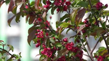 rosado rojo manzana árbol flores influencia en el viento. verde hojas. primavera floración. floral natural antecedentes. delicado flores en el luz de sol durante el día. difuminar y Bokeh. video