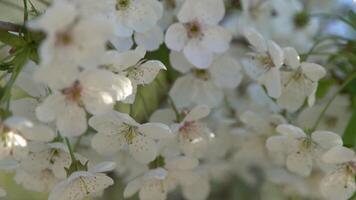 vit körsbär blommar vingla i de vind. vår blommande frukt träd. blommig naturlig bakgrund. delikat blommor i de solljus under de dag. fläck och bokeh. video