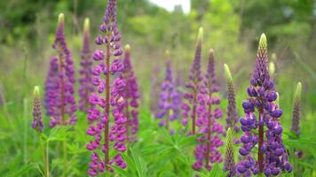 un campo de floreciente lupino flor de cerca. lupino, lupino prado con púrpura y rosado flores verano flor influencia en el viento. altramuces arbusto, hojas y brotes video