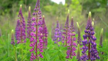 un' campo di fioritura lupino fiore avvicinamento. lupino, lupino prato con viola e rosa fiori. estate fiore ondeggiare nel il vento. lupini. cespuglio, le foglie e mini cuffie video