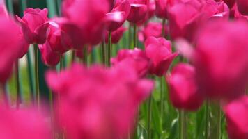 Rosa Tulpen blühen im Frühling. Tulpe Blume Natur. Blumen- Hintergrund. botanisch Garten. blühen Knospen. Blühen Stimmung. schön ästhetisch Blütenblatt Pflanze. das schwankend von das Wind. sonnig Tag. video