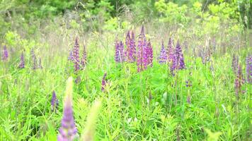 A field of blooming lupine flower closeup. Lupinus, lupin meadow with purple and pink flowers. Summer flower sway in the wind. Lupins. Bush, leaves and buds video