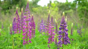 A field of blooming lupine flower closeup. Lupinus, lupin meadow with purple and pink flowers. Summer flower sway in the wind. Lupins. Bush, leaves and buds video