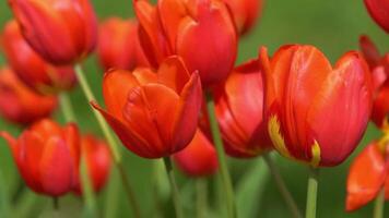 rouge tulipes Floraison dans printemps. tulipe fleur la nature. floral Contexte. botanique jardin. floraison bourgeons. épanouissement ambiance. magnifique esthétique pétale plante. le balancement de le vent. ensoleillé journée. video