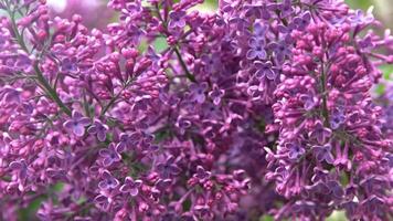 Lilac flowers branch. Floral background, natural spring. Blossoming lilac flower. Spring time color. Petal plant. Botanical flora. Aesthetic mood. video