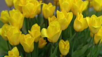 giallo tulipani fioritura nel primavera. tulipano fiore natura. floreale sfondo. botanico giardino. fioritura mini cuffie. fioritura umore. bellissimo estetico petalo pianta. video