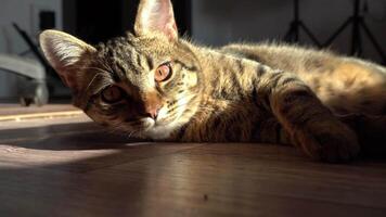 descansar, relajación y dormido gato. el gato es mintiendo. de cerca atigrado Doméstico grave y enfocado animal. americano cabello corto mullido gatito. ojos y bozal. mira dentro el marco a el espectador video