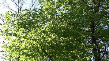 White apple tree blossoms sway in the wind. Green leaves. Spring flowering. Floral natural background. Delicate flowers in the sunlight during the day. Blur and bokeh. video