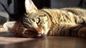 descansar, relaxamento e dormindo gato. a gato é mentindo. fechar-se malhado doméstico sério e focado animal. americano cabelo curto fofo gatinho. olhos e focinho. parece para dentro a quadro, Armação às a espectador video