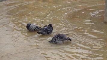 duiven baden in de fontein. de duif is een stad vogel. duif in water. video