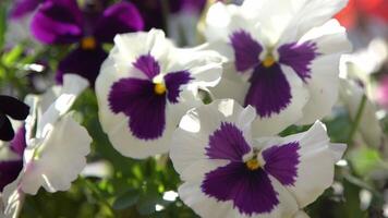 wit en paars Purper viooltjes zwaaien in de wind. tuin achtergrond. toenemen een bloem in een pot Aan de balkon. tuinieren. video