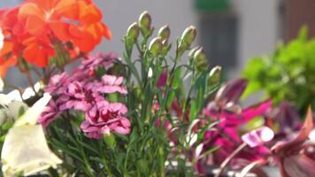 un' cespuglio di rosa garofani nel un' fiore disposizione. fioritura nel primavera e estate. garofano germoglio fiore pianta. video