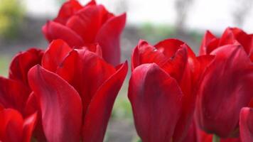 rood tulpen bloeien in de lente. vervagen bokeh. tulp bloem natuur. bloemen achtergrond. botanisch tuin. bloeiend knoppen. bloeiend humeur. mooi esthetisch bloemblad fabriek. de zwaaiend van de wind. zonnig dag. video