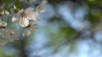 branco cereja flores balançar dentro a vento. Primavera floração fruta árvore. floral natural fundo. delicado flores dentro a luz solar durante a dia. borrão e bokeh. video