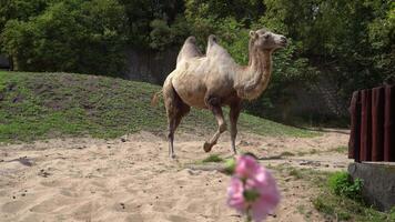 de kameel wandelingen Aan de zand. video