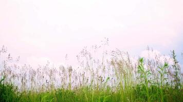 Meadow grass, close-up, bottom view. Green field of wild grass. Presence effect video