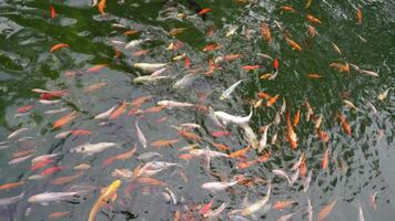 muitos multicolorido chique carpa topo visualizar. grupo do koi carpas Chipre carpio peixes estão natação dentro a lago. colorida peixe do diferente tamanhos nadar dentro a lago. grande rebanho video