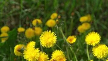 giallo fiori denti di leone su un' verde prato nel primavera. dente di leone fiore nel il vento. natura sfondo. mini cuffie nel il luce del sole. flora petali. botanica bellezza. video