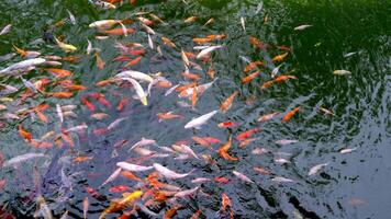 Many multicolor Fancy Carp top view. Group of koi carps Cyprinus carpio fishes are swimming in the pond. Colorful fish of different sizes swim in the lake. Big flock video