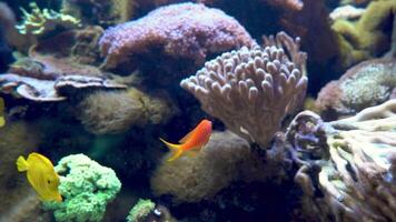 Yellow and striped fish. Fish swim among seaweed and coral reefs. Ocean floor. Sea life. video