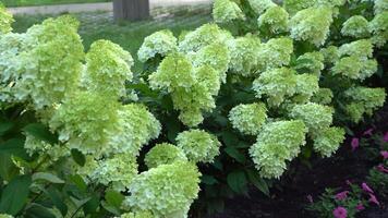 vit och grön hortensia blommor. blommande i de trädgård i sommar. stor knopp. hortensia svängande grenar i de vind. video