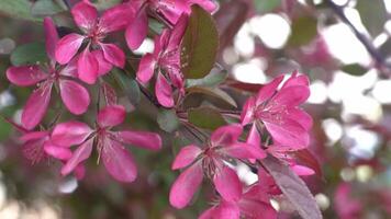 Pink red apple tree blossoms. Green leaves. Spring flowering. Floral natural background. Delicate flowers in the sunlight. Blur and bokeh. video