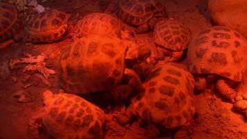 un familia de terrestre tortugas en el ligero de un infrarrojo lámpara. el Tortuga es calentado debajo un rojo lámpara. animales vida. video