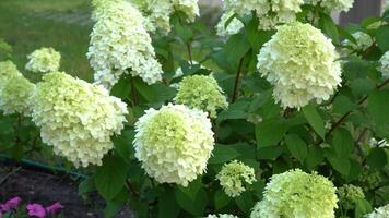 blanco y verde hortensia flores floración en el jardín en verano. grande brote. hortensia balanceo ramas en el viento. video