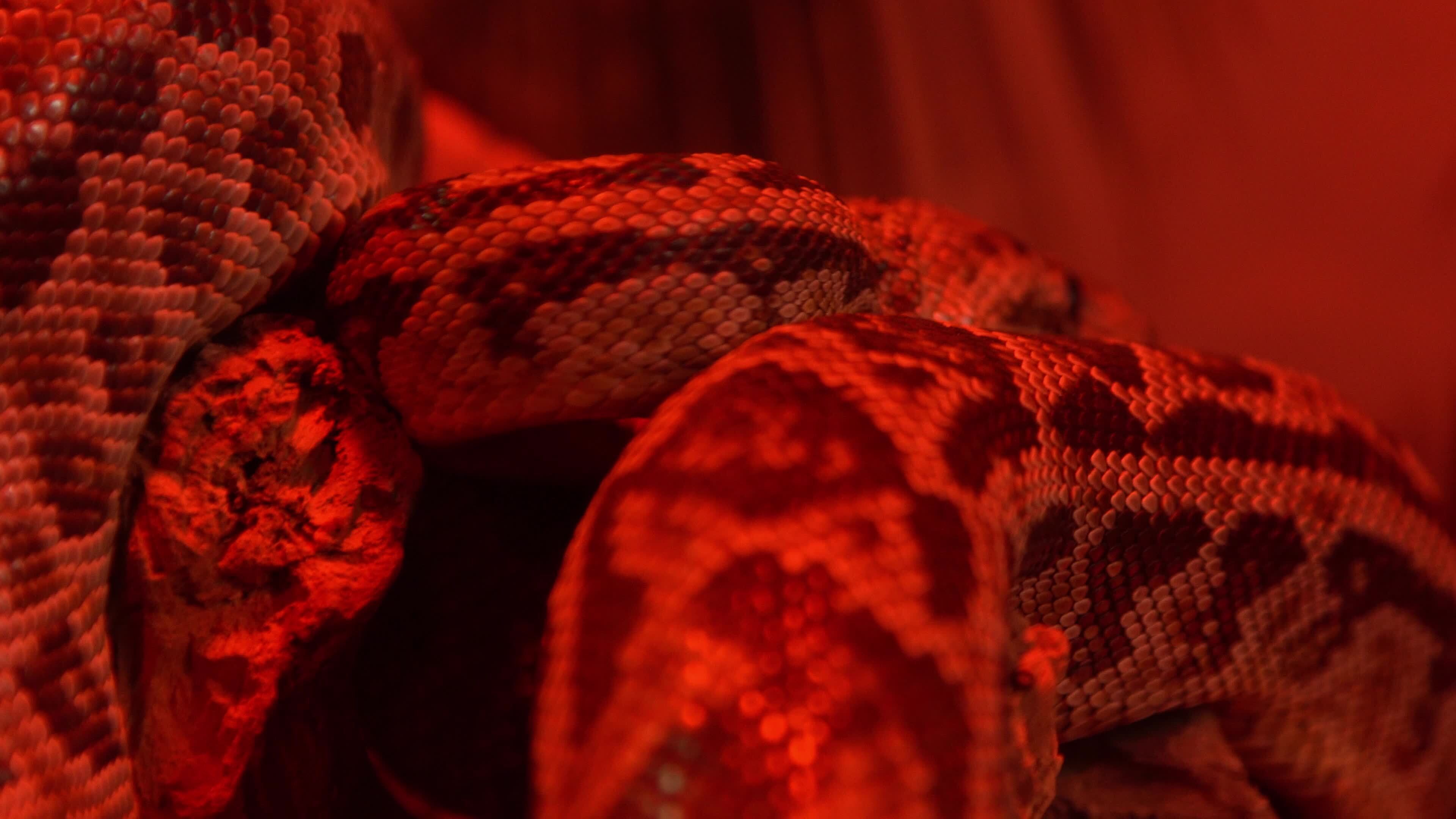 Red Anaconda - Khám Phá Loài Rắn Khổng Lồ Hấp Dẫn