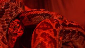 anaconda slang in de licht van een rood lamp. dier Python. video