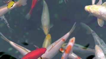 muchos multicolor lujoso carpa parte superior vista. grupo de rojo, blanco y naranja koi carpas cyprinus carpio peces son nadando en el estanque. vistoso oro pescado de diferente tamaños nadar en el lago. grande rebaño video