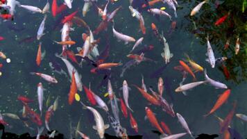 muitos multicolorido chique carpa topo visualizar. grupo do vermelho, branco e laranja koi carpas Chipre carpio peixes estão natação dentro a lago. colorida ouro peixe do diferente tamanhos nadar dentro a lago. grande rebanho video