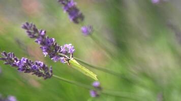 púrpura lavanda flores flor en el campo. naturaleza antecedentes. crecer un fragante planta en el jardín. verano flor miel planta. video