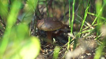 en svamp plockare nedskärningar en svamp med en kniv i de skog. samla svamp i höst. en skogvaktare på en tyst jaga. hand närbild. falla. mossa och mycelium. putsa svamp lat. sopp badius video