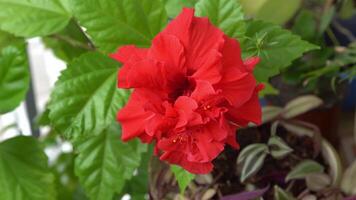 Red flower bud of Chinese hibiscus bloom. Hibiscus rosa-sinensis in garden greenery. Chinese rose or Hawaiian hibiscus botany plant. Nature gardening concept design. Green background. video