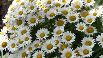 en buske av vit daisy i de trädgård. sommar blomma. trädgårdsarbete. knoppar stänga upp. kamomill kronblad. blommig bakgrund video
