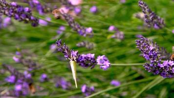 roxa lavanda flores flor dentro a campo. natureza fundo. crescer uma perfumado plantar dentro a jardim. verão flor querida plantar. video