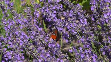 Purple lavender flowers. Flower in the field. Nature background. Grow a fragrant plant in the garden. Summer flower honey plant. video