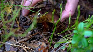 A mushroom picker cuts a mushroom with a knife in the forest. Collect mushrooms in autumn. A forester on a quiet hunt. Hand close-up. Fall. Moss and mycelium. Polish mushroom lat. Boletus badius video