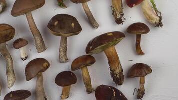 Set of mushrooms on the table top view. To cook a lot of different mushrooms. Russula mushroom, porcini mushroom, boletus, Polish. Autumn food and preparation. Forest harvest video